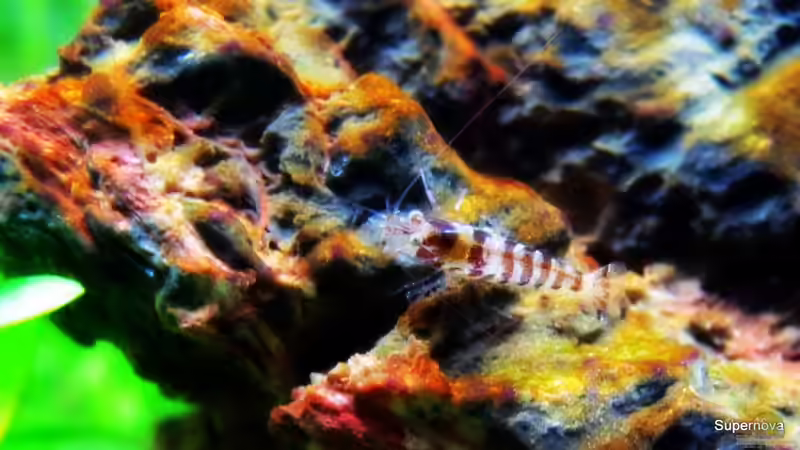 Besatz im Aquarium Auf dem blauen Berge leben wir;) von Supernova (30)