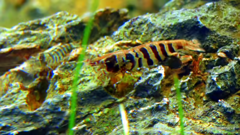 Besatz im Aquarium Auf dem blauen Berge leben wir;) von Supernova (31)