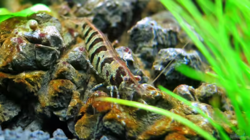 Besatz im Aquarium Auf dem blauen Berge leben wir;) von Supernova (32)