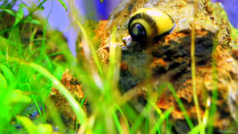 Besatz im Aquarium Auf dem blauen Berge leben wir;) von Supernova (36)