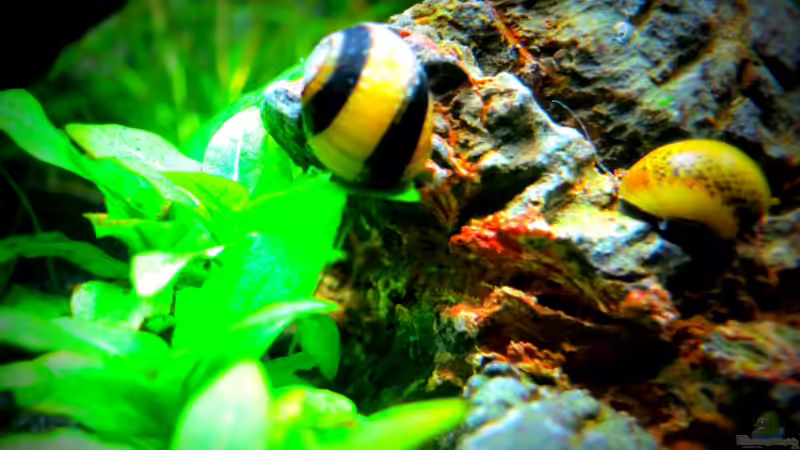 Besatz im Aquarium Auf dem blauen Berge leben wir;) von Supernova (37)