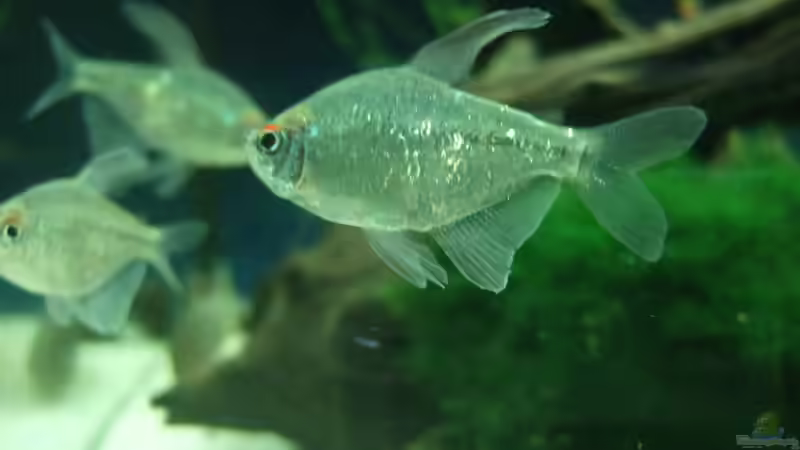 Besatz im Aquarium auf Sand gebaut von Martino69 (15)