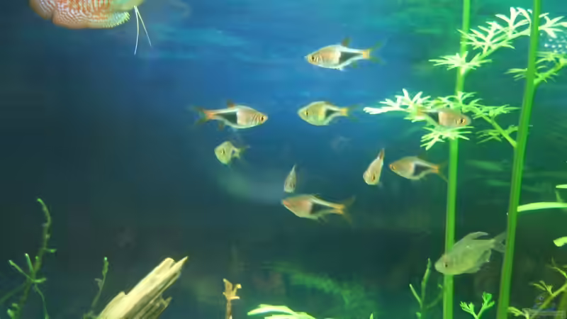 Besatz im Aquarium auf Sand gebaut von Martino69 (16)