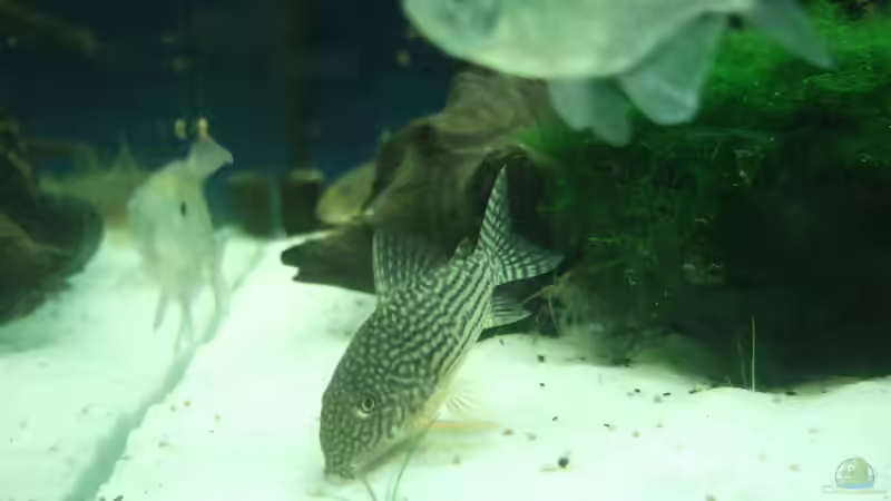 Besatz im Aquarium auf Sand gebaut von Martino69 (17)