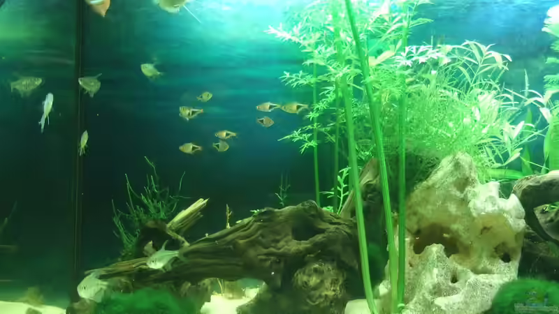 Besatz im Aquarium auf Sand gebaut von Martino69 (18)