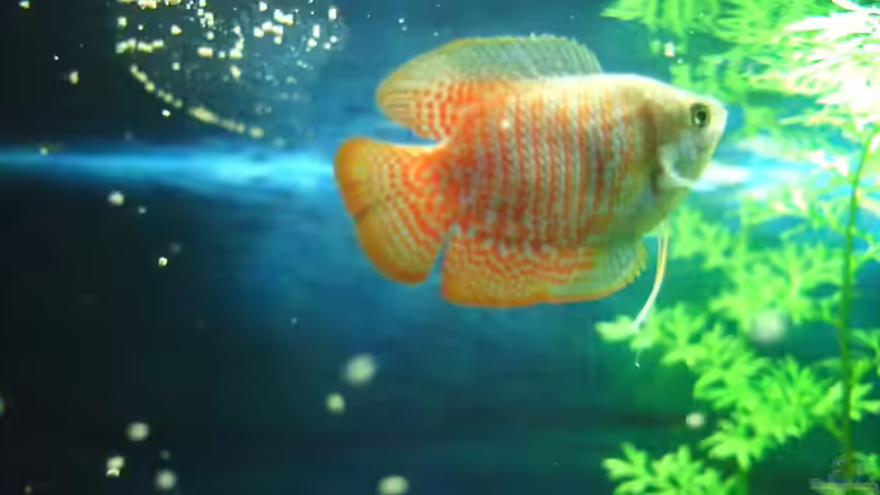 Besatz im Aquarium auf Sand gebaut von Martino69 (20)