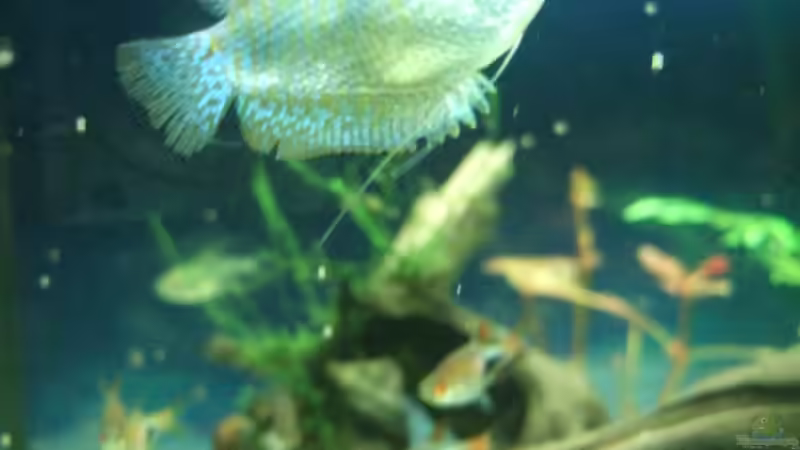 Besatz im Aquarium auf Sand gebaut von Martino69 (21)