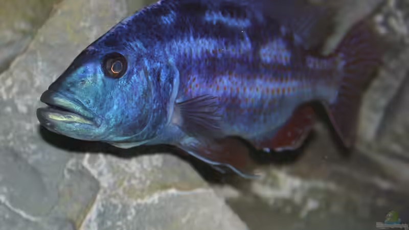 Besatz im Aquarium aufgelöst ....the_HEART_of_ AFRICA..... von Swenni (38)