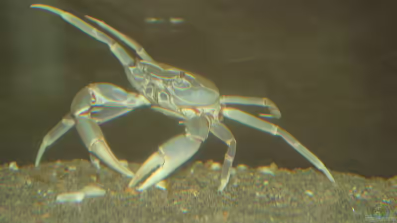 Besatz im Aquarium aufgelöst ....the_HEART_of_ AFRICA..... von Swenni (41)