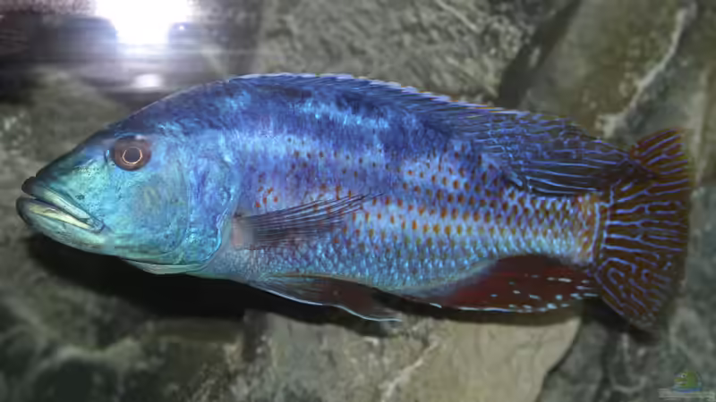 Besatz im Aquarium aufgelöst ....the_HEART_of_ AFRICA..... von Swenni (42)