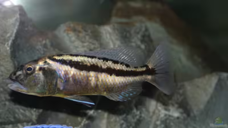 Besatz im Aquarium aufgelöst ....the_HEART_of_ AFRICA..... von Swenni (45)