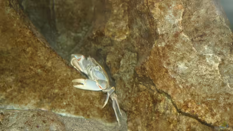 Besatz im Aquarium aufgelöst ....the_HEART_of_ AFRICA..... von Swenni (46)