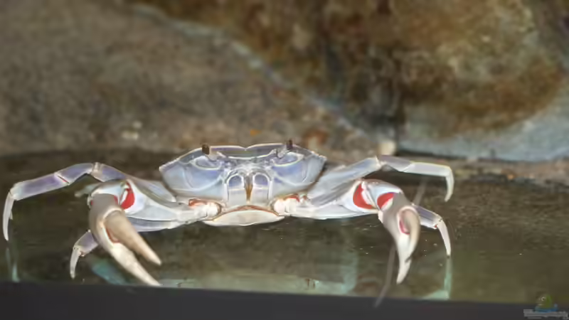 Besatz im Aquarium aufgelöst ....the_HEART_of_ AFRICA..... von Swenni (48)