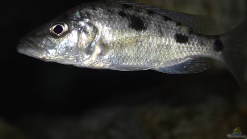 Besatz im Aquarium aufgelöst ....the_HEART_of_ AFRICA..... von Swenni (49)