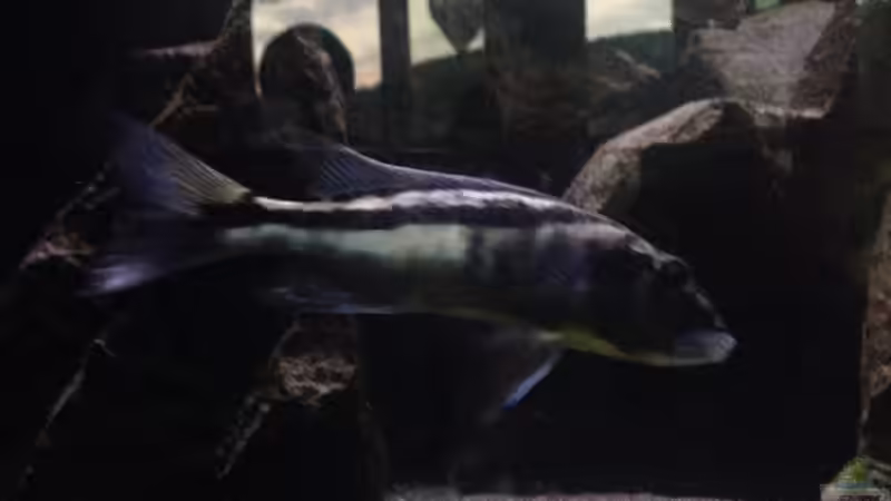 Besatz im Aquarium aufgelöst ....the_HEART_of_ AFRICA..... von Swenni (63)