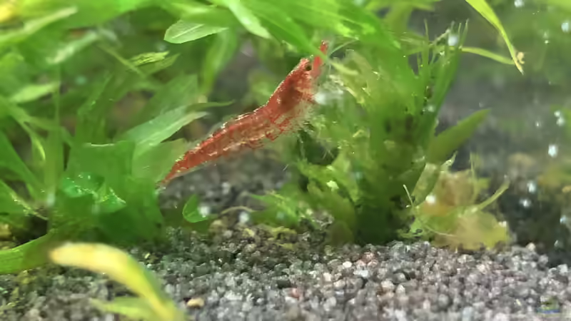 Besatz im Aquarium Aufgelöst - Asiatisch-amerikanische Vereinigung von Thilo (10)