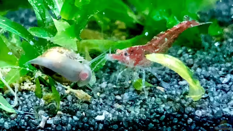 Besatz im Aquarium Aufgelöst - Asiatisch-amerikanische Vereinigung von Thilo (11)