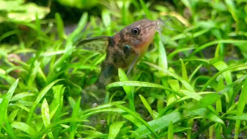 Besatz im Aquarium Aufgelöst - Asiatisch-amerikanische Vereinigung von Thilo (12)