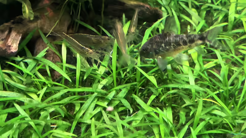 Besatz im Aquarium Aufgelöst - Asiatisch-amerikanische Vereinigung von Thilo (13)