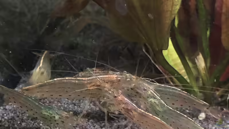 Besatz im Aquarium Aufgelöst - Asiatisch-amerikanische Vereinigung von Thilo (14)