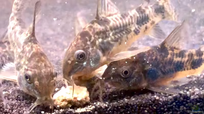 Besatz im Aquarium Aufgelöst - Asiatisch-amerikanische Vereinigung von Thilo (8)