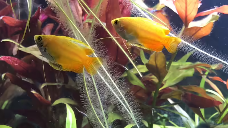 Besatz im Aquarium Aufgelöst - Asiatisch-amerikanische Vereinigung von Thilo (9)