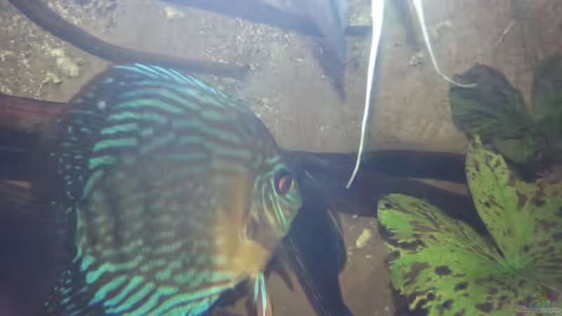 Besatz im Aquarium Aufgelöst ! Diskus-sionen von Der Fischer (10)