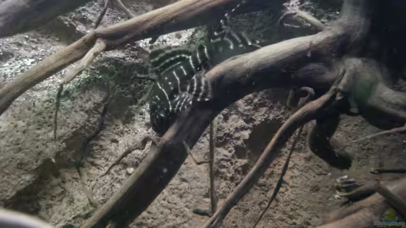 Besatz im Aquarium Aufgelöst ! Diskus-sionen von Der Fischer (12)