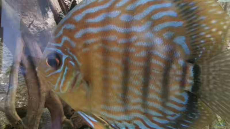 Besatz im Aquarium Aufgelöst ! Diskus-sionen von Der Fischer (13)