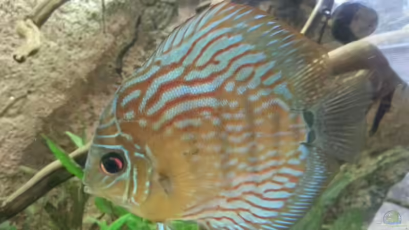 Besatz im Aquarium Aufgelöst ! Diskus-sionen von Der Fischer (15)