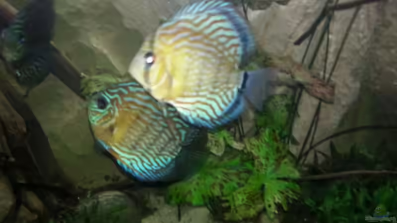 Besatz im Aquarium Aufgelöst ! Diskus-sionen von Der Fischer (16)