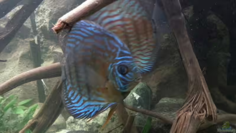 Besatz im Aquarium Aufgelöst ! Diskus-sionen von Der Fischer (17)