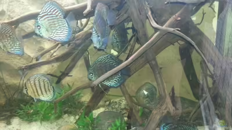 Besatz im Aquarium Aufgelöst ! Diskus-sionen von Der Fischer (19)