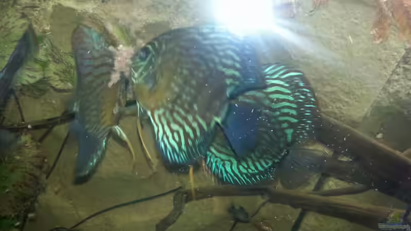 Besatz im Aquarium Aufgelöst ! Diskus-sionen von Der Fischer (21)