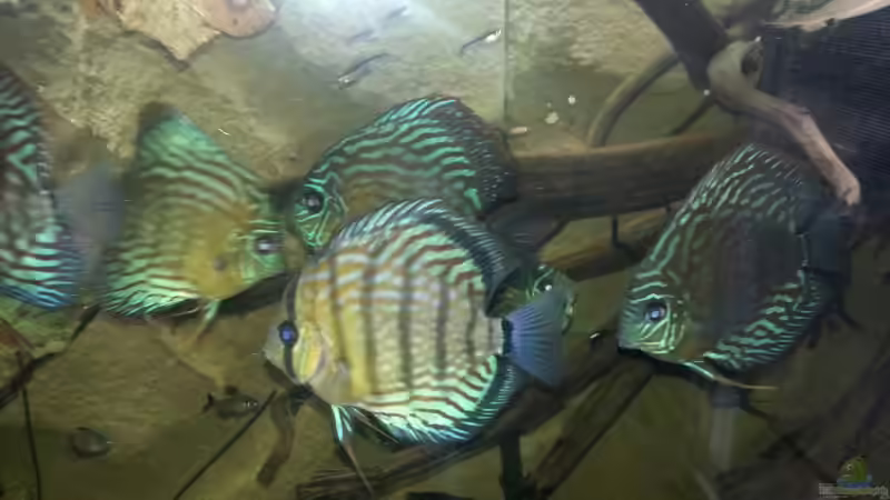 Besatz im Aquarium Aufgelöst ! Diskus-sionen von Der Fischer (22)