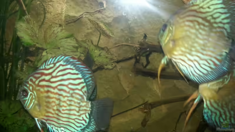 Besatz im Aquarium Aufgelöst ! Diskus-sionen von Der Fischer (23)