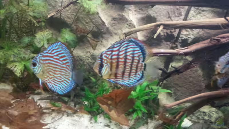 Besatz im Aquarium Aufgelöst ! Diskus-sionen von Der Fischer (24)