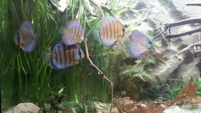 Besatz im Aquarium Aufgelöst ! Diskus-sionen von Der Fischer (25)