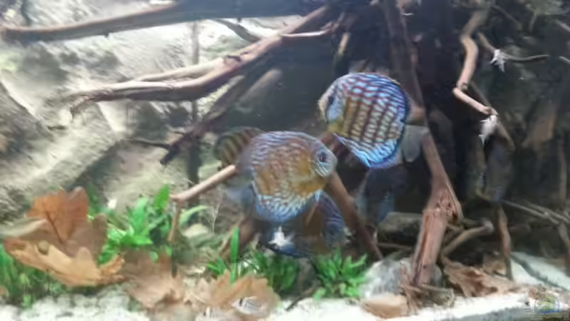 Besatz im Aquarium Aufgelöst ! Diskus-sionen von Der Fischer (7)