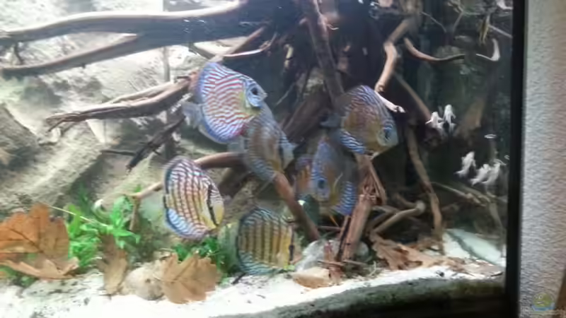 Besatz im Aquarium Aufgelöst ! Diskus-sionen von Der Fischer (8)