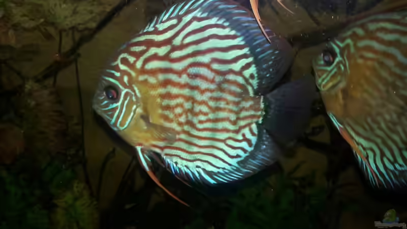 Besatz im Aquarium Aufgelöst ! Diskus-sionen von Der Fischer (9)