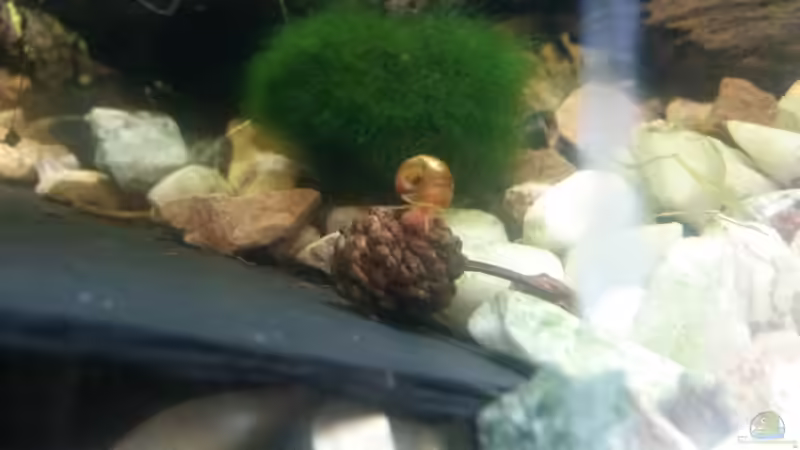 Besatz im Aquarium Aufgelöst 33928 feuerbauchmolche von Ceylon (23)