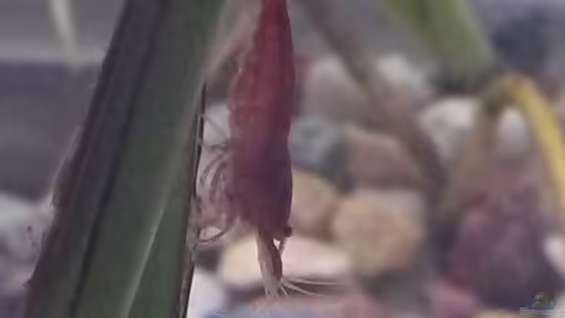 Besatz im Aquarium Aufgelöst 33928 feuerbauchmolche von Ceylon (26)