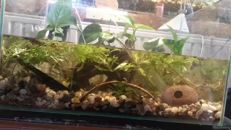 Besatz im Aquarium Aufgelöst 33928 feuerbauchmolche von Ceylon (33)