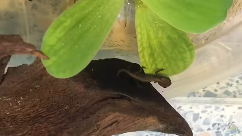 Besatz im Aquarium Aufgelöst 33928 feuerbauchmolche von Ceylon (7)