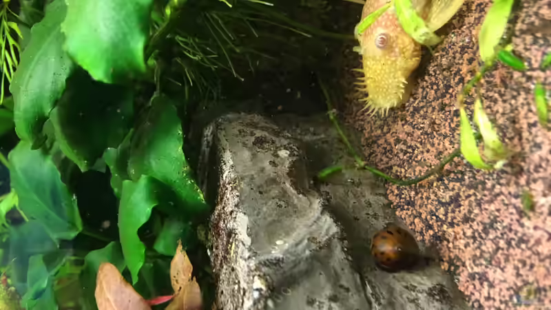 Besatz im Aquarium Aufgelöst Becken 33922 Ceylons Raumteiler von Ceylon (39)