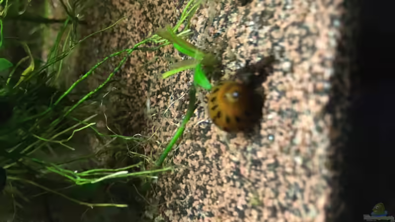 Besatz im Aquarium Aufgelöst Becken 33922 Ceylons Raumteiler von Ceylon (42)