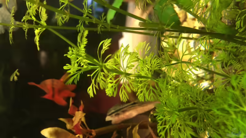 Besatz im Aquarium Aufgelöst Becken 33922 Ceylons Raumteiler von Ceylon (45)