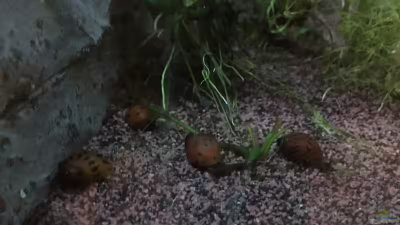 Besatz im Aquarium Aufgelöst Becken 33922 Ceylons Raumteiler von Ceylon (46)