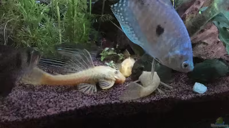 Besatz im Aquarium Aufgelöst Becken 33922 Ceylons Raumteiler von Ceylon (48)